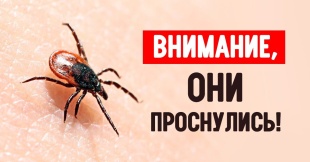 Клещи проснулись!