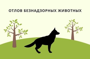 Животные без владельца